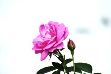 Snap of a pink Rose