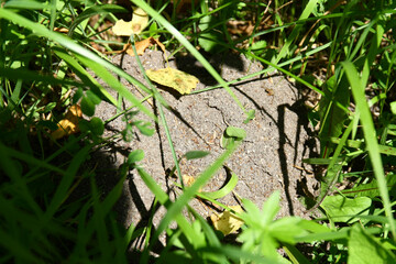 Anthill of forest ants by the road.