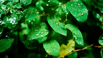 green leaves after rain. general plan. color nature