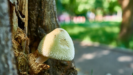 mushroom umbrella grows out of wood. color nature