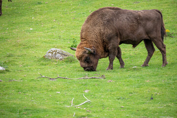 european male bison, Bison bonasus, grazing on grass and laying down during a sunny spring day.