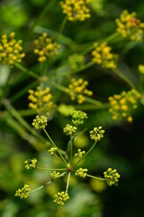 Pastinake, Blütenstand
