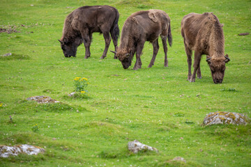 european bison, Bison bonasus, in group grazing on grass and during a sunny spring day.