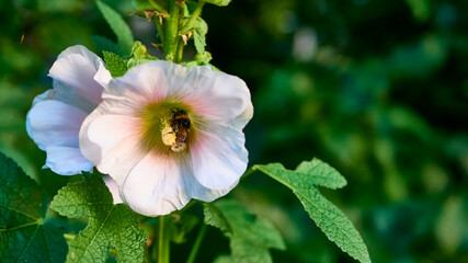 bumblebee collects pollen in flowers. close up. color