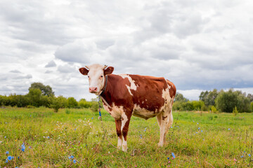 Fototapeta na wymiar The ginger animal grazes in the pasture. Bull, calf, cow, livestock. Symbol of 2021.