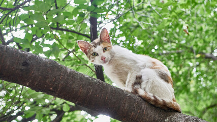 homeless cat sits on a tree branch. color nature. day light