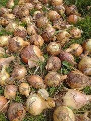 there is a freshly picked onion on the grass. Onions soiled with earth