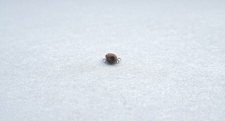 A true ixodid mite blood sucking parasite carrying the acarid disease sits on a On a field on a hot summer day, hunting in anticipation of the victim