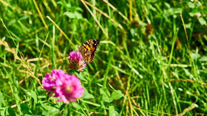 beautiful butterfly sits on the wildflowers. general plan. color