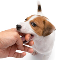 Jack Russell Terrier puppy playful and chewing hand isolated on white background.