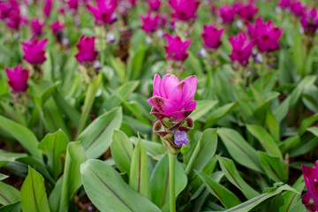 Fototapeta premium tulips in spring
