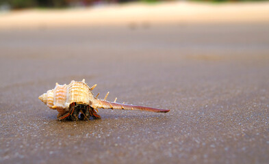 cute small hermit crab on the beach , tiny animal , sea shell 