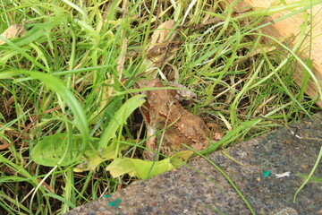 Big frog in the grass. Russia.