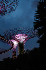 Singapore - January  2020 : Gardens by the Bay - SuperTree Grove in Singapore