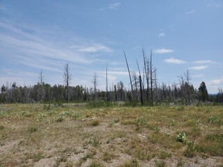 Dead trees and mountains in the Tetons