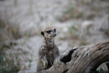 The meerkat or suricate. A small mongoose.