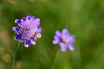 Wiesenwitwenblume