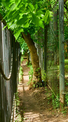 track along the iron fence. general plan. color