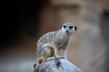 Fototapeta premium The meerkat or suricate. A small mongoose.