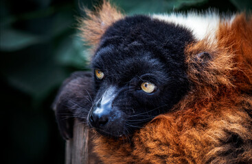Close-up of a Lemur lying on a branch resting its head on its front paw. Stares off in the distance. 