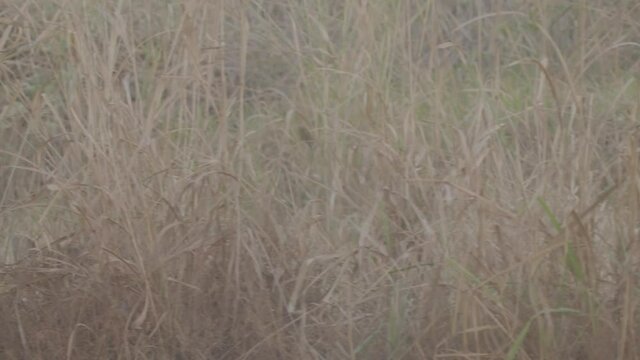 Maned wolf walking on grassland in the wild, lobo guar&aacute; no Cerrado