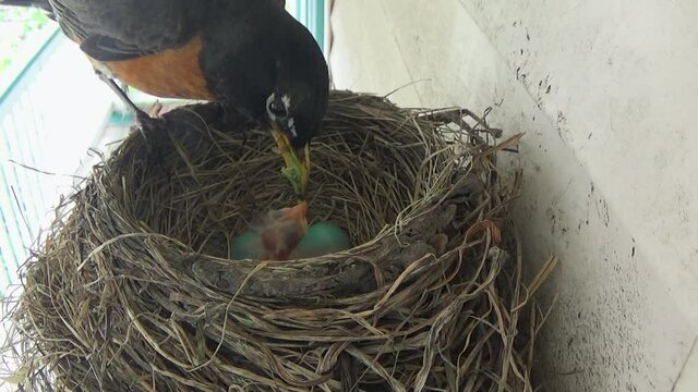 Two cute tiny Robin babies beg for food from mom in nest with two eggs