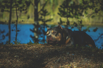 Breed - American bully