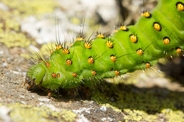 Saturnia pavonia, green caterpillar looking for food on the ground, Barcelona, Spain