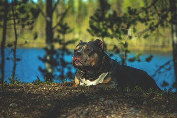 Breed - American bully