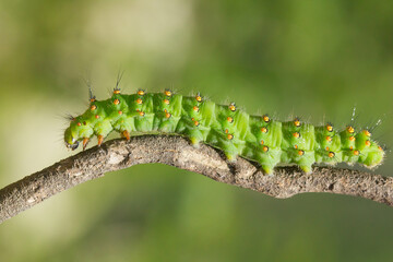  El pequeño pavón (Saturnia pavonia), oruga de color verde caminando sobre la rama en Barcelona, España.