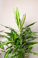 Dracaena houseplant in front of gray wall. Minimal concept.