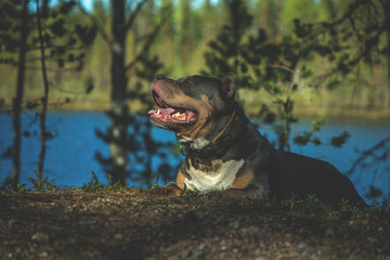 Breed - American bully