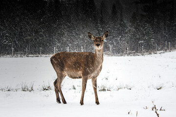 Doe smiling in the snow / Biche souriant dans la neige