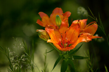 lilium bulbiferum  of italian alps