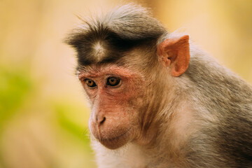 Goa, India. Bonnet Macaque Monkey - Macaca Radiata Or Zati. Close Up Portrait