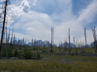 Dead trees and mountains in the Tetons