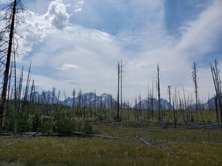 Obraz premium Dead trees and mountains in the Tetons