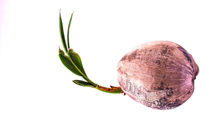 Sprouting coconuts with green leaves. isolated on white background and flat lay, top view.