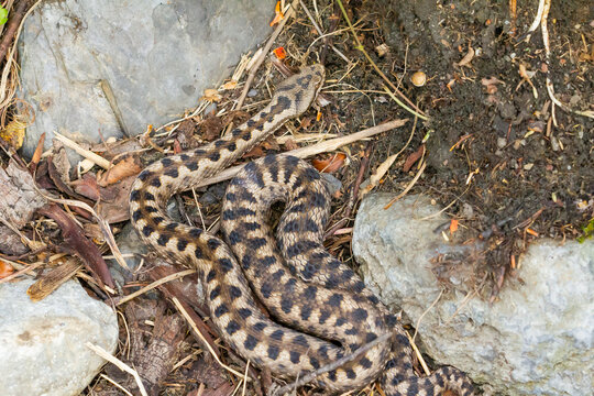 V&iacute;bora &aacute;spid o &aacute;spid (Vipera aspis), serpiente tomando el sol en el Pirineo catal&aacute;n, Girona, Espa&ntilde;a.