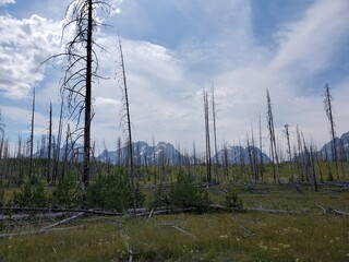 Naklejka premium Dead trees and mountains in the Tetons