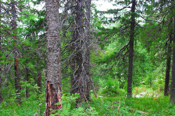 Beautiful old mountain forest. Selective focus. Background. Landscape.