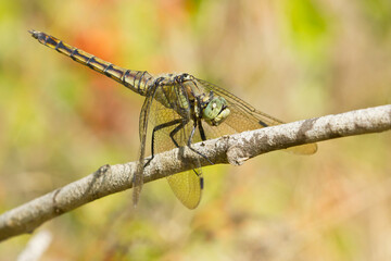  libélula azul (Orthetrum cancellatum), posado sobre la rama con fondo borroso.