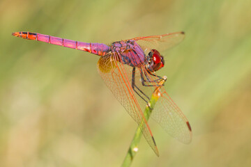 Trithemis annulata, Libélula de color lila y rojo posada con fondo amarillento.