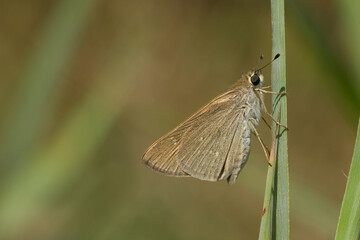 Gegenes nostrodamus, mariposa pequeña de color marrón con las alas cerradas sobre el tallo de la hoja.