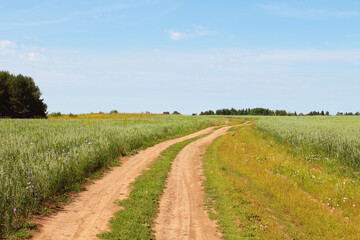 Fototapeta na wymiar Field road. Beautiful landscape. Panorama.