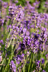 field of lavender flowers