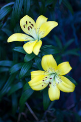 Beautiful yellow flowers.