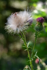 Gewöhnliche Kratzdistel