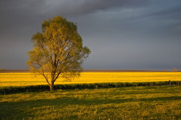 Drzewo, łąka i pole kwitnącego na żółto rzepaku