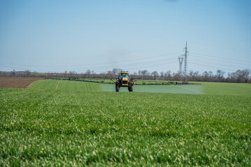 Tractor spraying wheat field at summer.